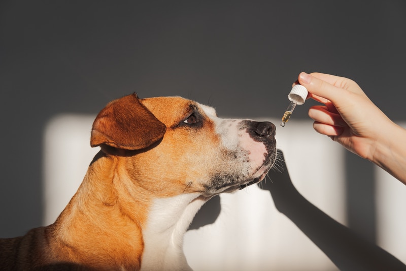 Element Health Cbd For Pets